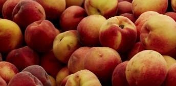 Alabama Peach Production Takes Major Hit